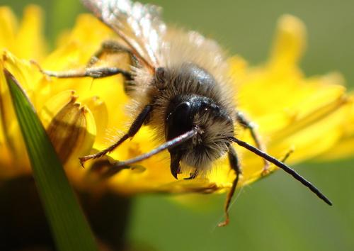 Réf. 229 556 : Osmia sp.